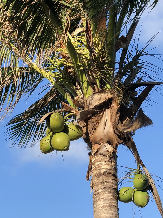 blue marlin cove coconuts in the grand bahamas