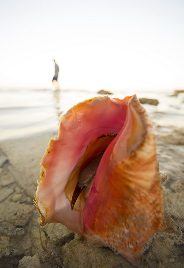 blue marlin cove conch shell