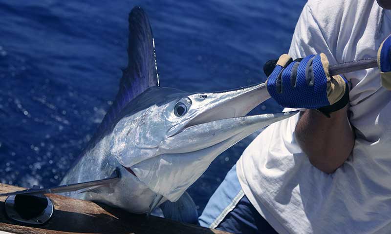 fishing at blue marlin cove grand bahamas island