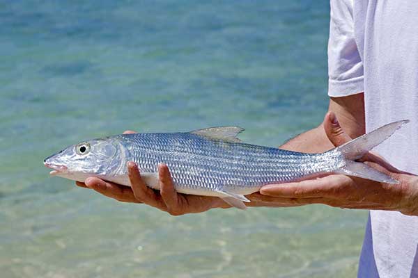 fishing at blue marlin cove