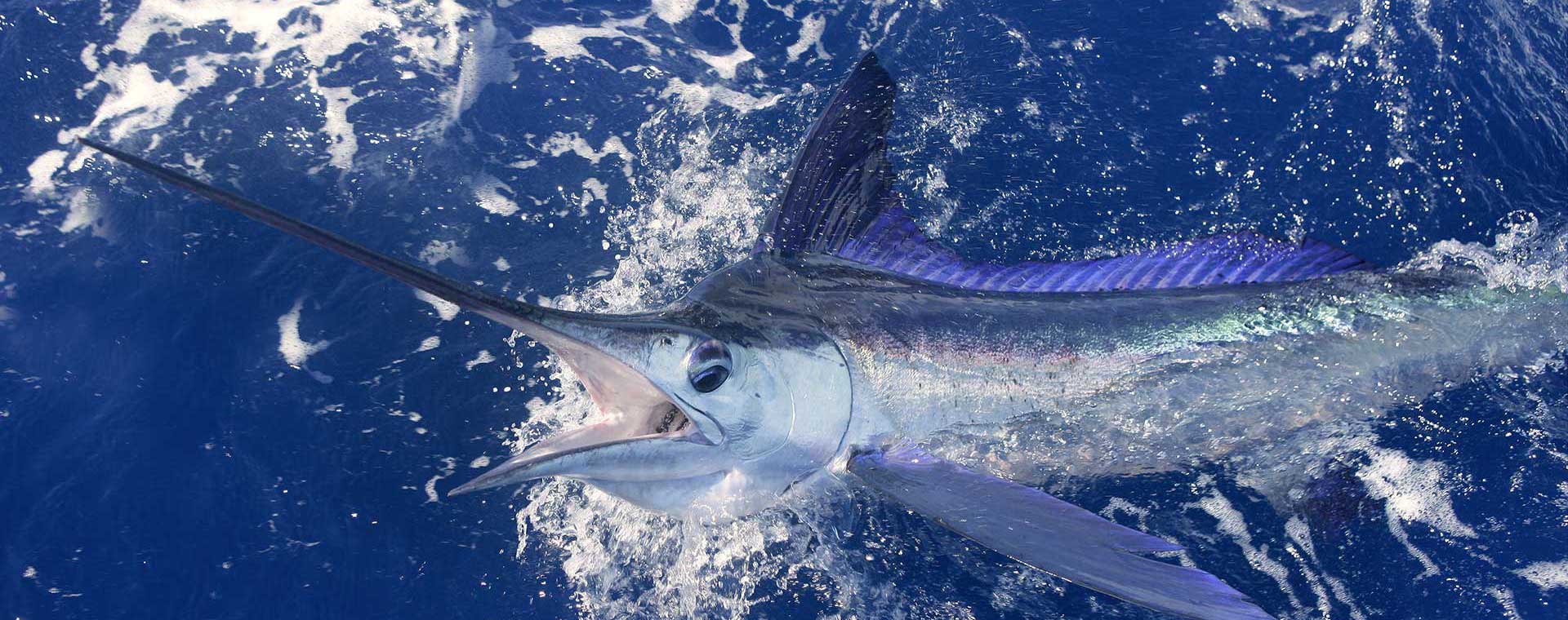 4th annual blue marlin cove bahamas wahoo classic