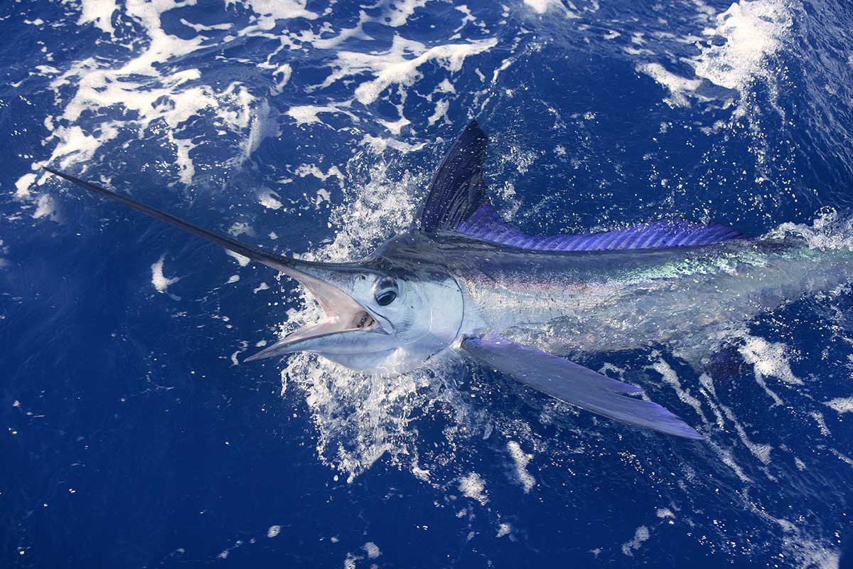 blue marlin fish