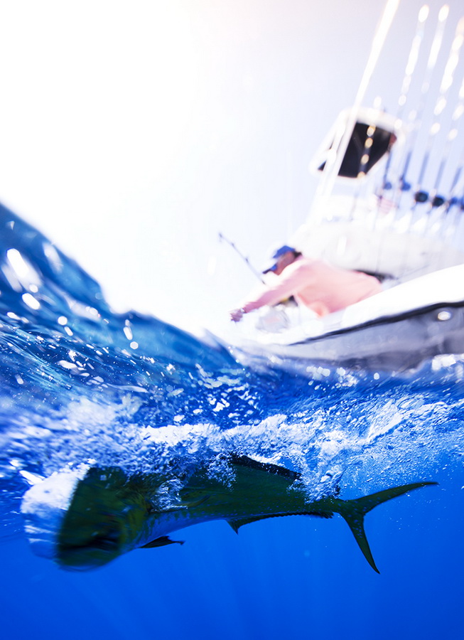 blue marlin cove underwater photo of fish being caught 